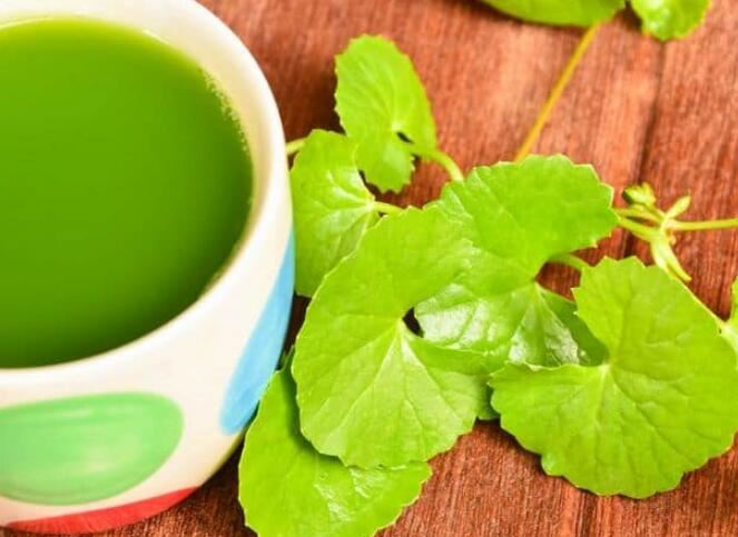 Health Benefits of Gotu Kola-1 Health Benefits of Gotu Kola-1