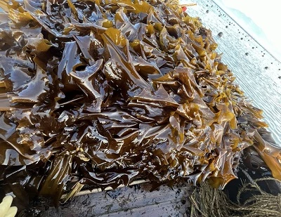 Kelp vs Gwymon: Gwahaniaethau Allweddol, Manteision, Defnydd, a Pa Un Sy'n Well?