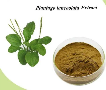Echdynnu Dail Plantago Lanceolata