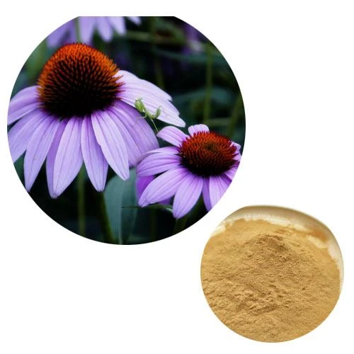 Faint o echinacea ddylwn i ei gymryd am annwyd?