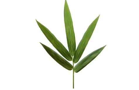 Manteision Silica Bambŵ